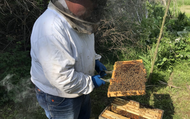 Beat CabinFever with Forest Preserve Sustainability or Beekeeping Programs