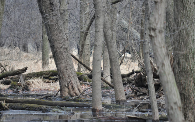 Forest Preserve Offers Winter Hiking, Sustainability Workshops And Fireside Story Time
