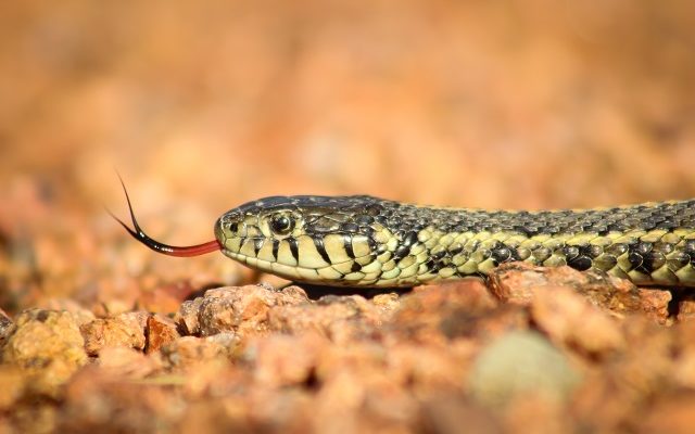 Manhattan Man Snares December Photo Contest Win with Sunbathing Snake