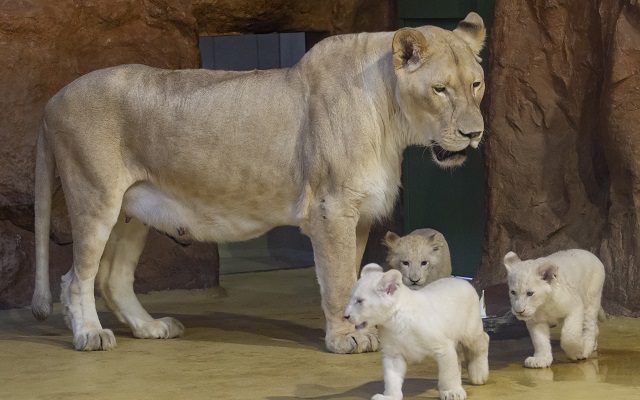 Second Lion Death At Brookfield Zoo In Less Than Two Weeks