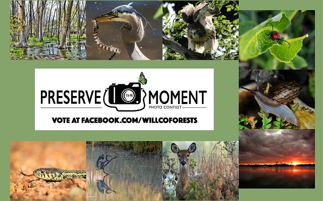 Help Choose the Top Three Forest Preserve Photo Contest Winners