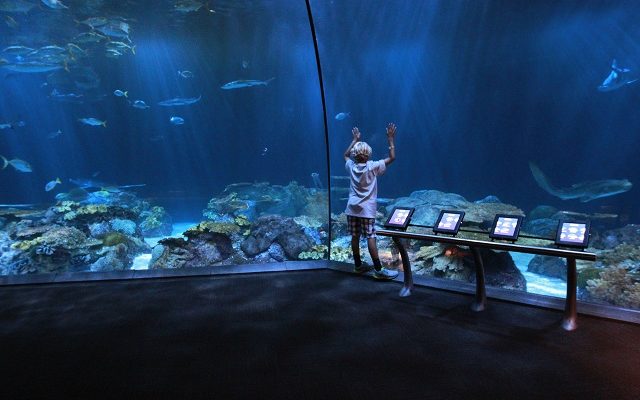 Shedd Aquarium Tickets Sell Out Monday After Closing For NASCAR Weekend