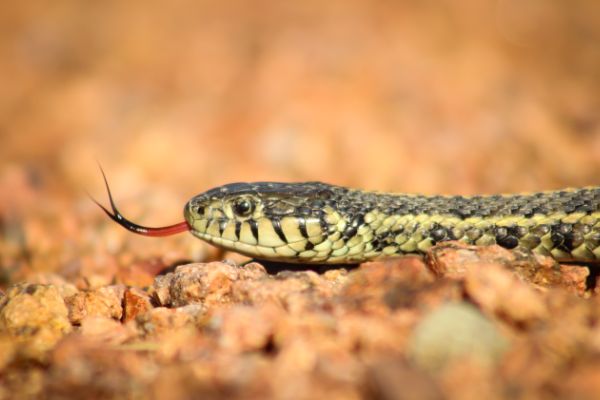 Manhattan Resident’s Snake Photo Snatches Top Prize in Forest Preserve District Photo Contest