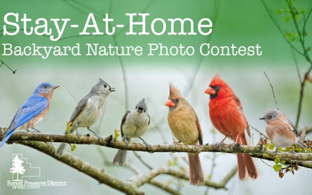 Beat Boredom with Forest Preserve’s Stay-At-Home Backyard Nature Photo Contest