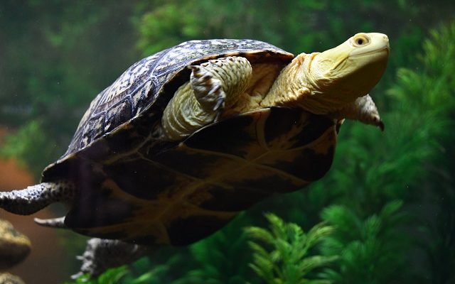 Forest Preserve hosts online ‘Turtle Tuesday’ and ‘Where the Critters Live’ programs this week