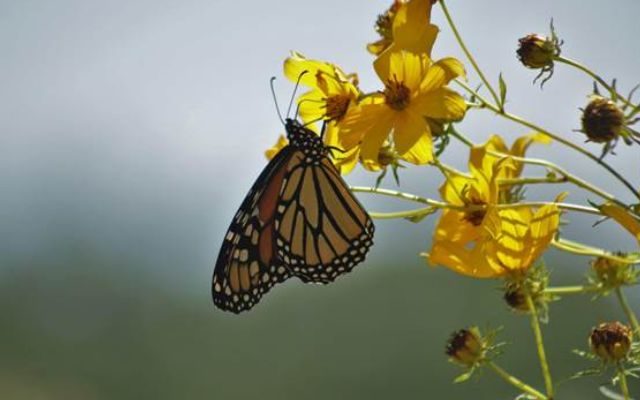 Midewin National Tallgrass Prairie Trails or at Home, Celebrate National Pollinator Week – June 22-28, 2020