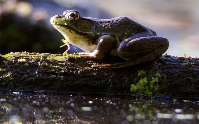 Frog on a log leaps over Forest Preserve photo competition