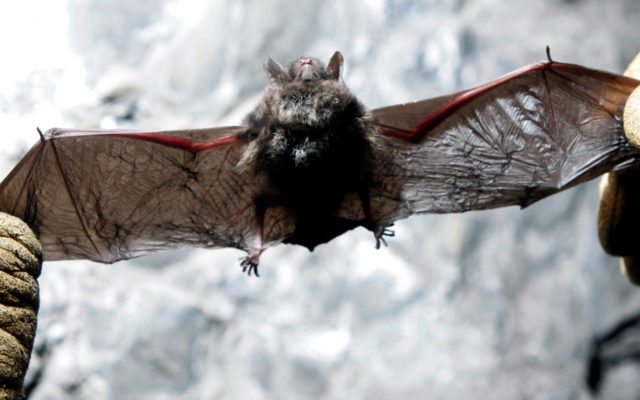 Two More Bats Test Positive for Rabies in Will County
