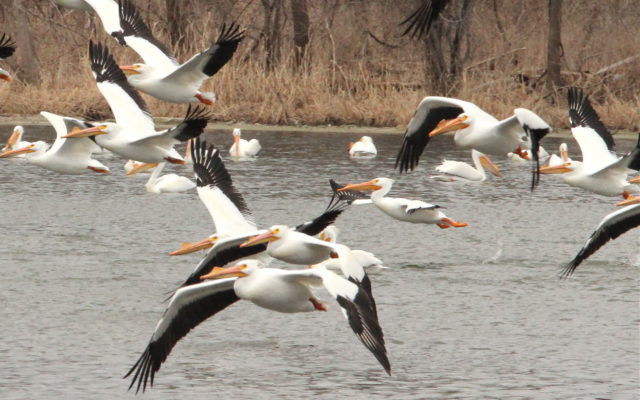 Hike to See Pelicans Sunday at Four Rivers in Channahon