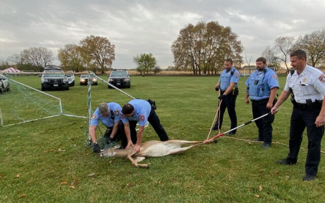 Video: Oh Deer, Joliet Police To The Rescue