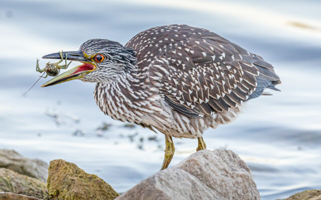 Lockport Man’s Hungry Heron Picture Devours Forest Preserve Photo Competition