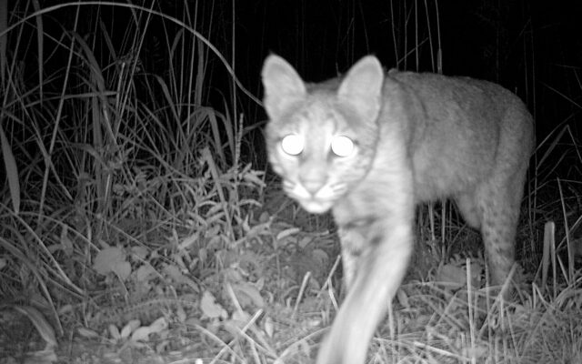Candid Capture: Bobcats Caught on Forest Preserve Game Camera