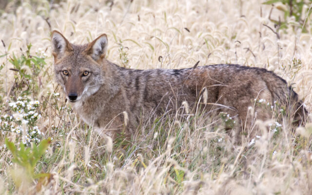 Minooka Woman’s Coyote Photo Captures October Forest Preserve Photo Contest Win