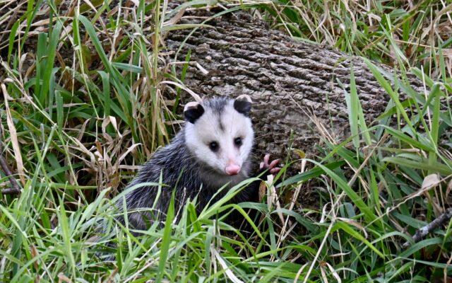 Winning Opossum Picture Brings Joy to ER Tech During Pandemic