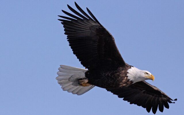 Forest Preserve’s 2021 ‘Eagle Watch’ Set for Jan. 9 at Four Rivers in Channahon