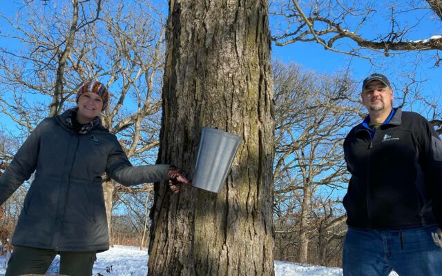 Forest Preserve’s ‘Buzz’ Nature Show Features Icy Snow Seeding and Tasty Maple Syrup Making