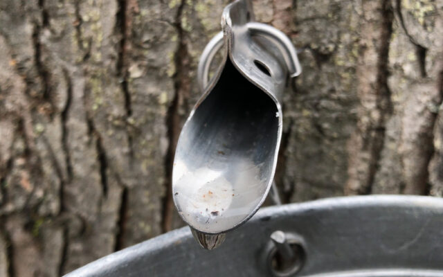 March Forest Preserve programs feature maple syrup magic, beekeeping basics and woodsy women