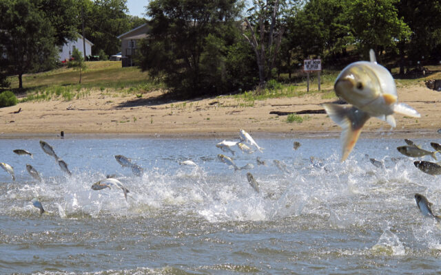 Illinois Lawmakers Propose Additional Fishing Fee to Fight Asian Carp