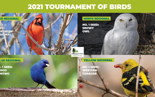 Forest Preserve’s Tournament of Birds Swoops in for Another Year of March Madness