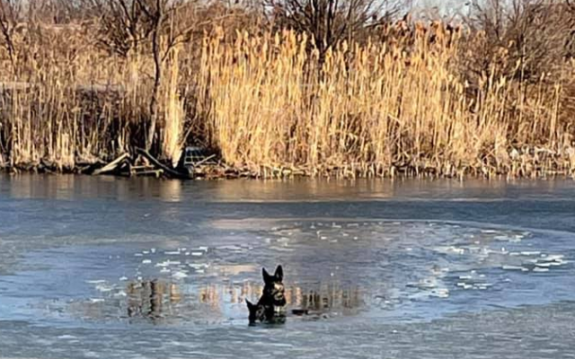 Bolingbrook Fire Department Rescue Two Dogs From Pond