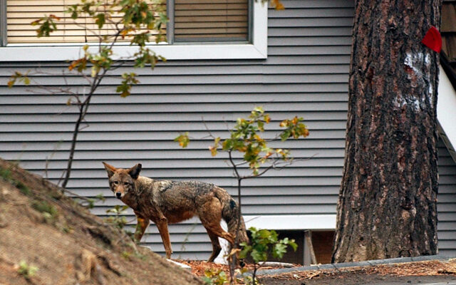 Coyote Attack in Bolingbrook