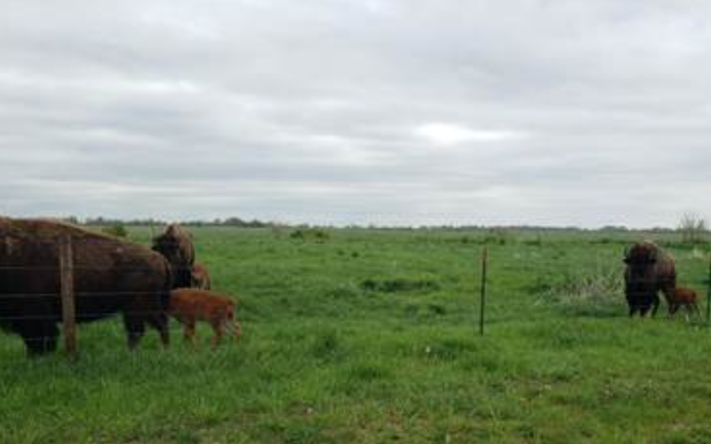 Newborn Bison Calves at Midewin National Tallgrass Prairie