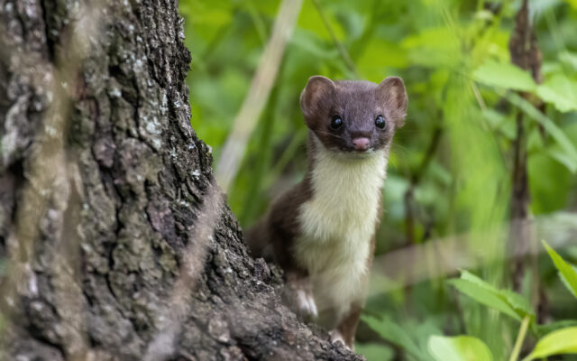 Romeoville man’s weasel photo wins May’s portion of Forest Preserve photo contest