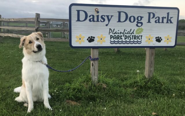 Plainfield Park District Photo Contest Celebrating Dog Days of Summer
