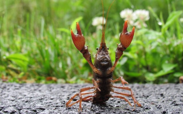 New Lenox woman’s crayfish photo wins June’s portion of Forest Preserve photo contest