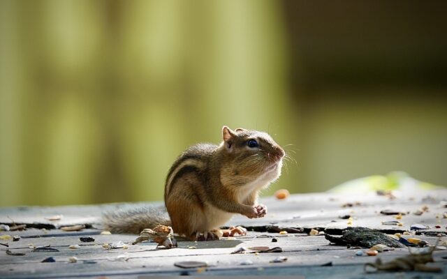 Charming chipmunk wins October’s portion of Forest Preserve photo contest