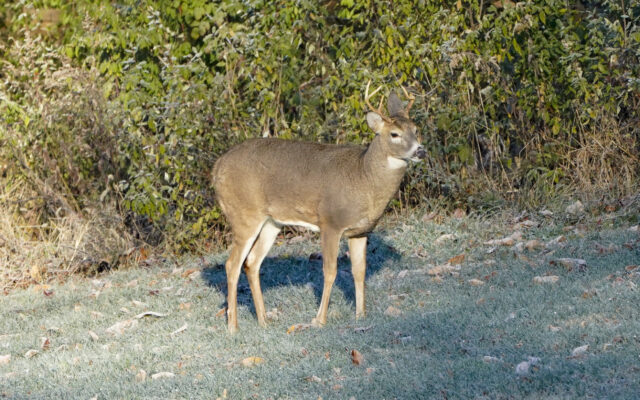 Numbers Revealed For First Weekend Of Deer Hunting Season In Illinois