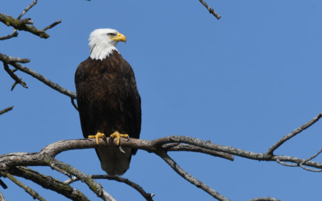 Forest Preserve’s 2022 ‘Eagle Watch’ takes flight Jan. 8