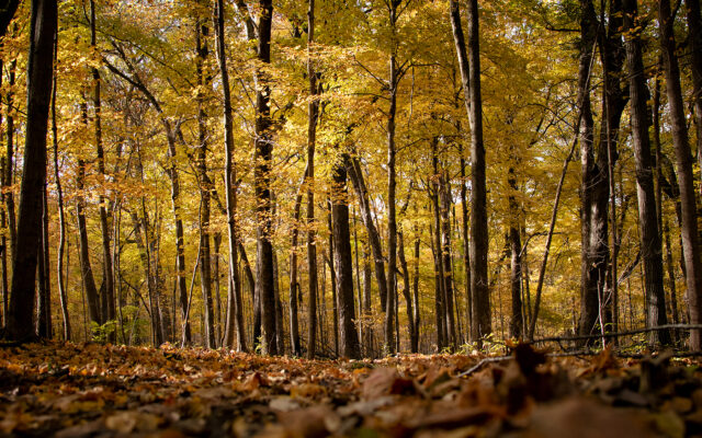 Lockport man’s sugar maple shot snags Forest Preserve photo contest win
