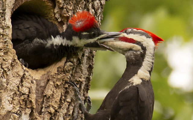 Minooka woman’s woodpecker shot wins top spot in Forest Preserve’s photo contest