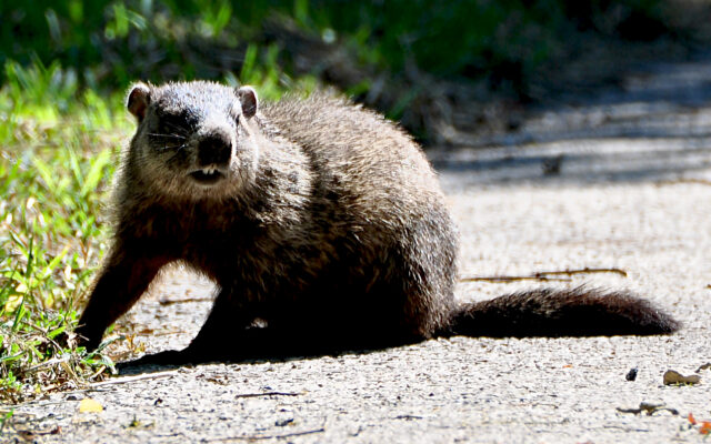 Forest Preserve’s February programs feature groundhogs, bees and Bombie