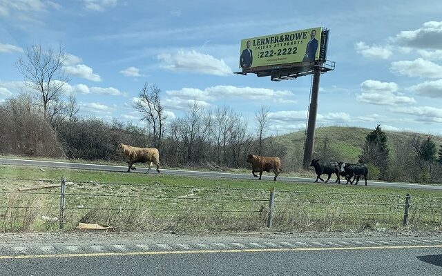 Accident Releases Cattle on Interstate 80