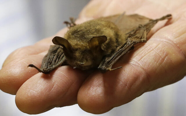 IDPH Warns Public To Watch Out for Rabid Bats and Other Animals
