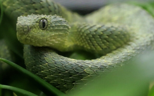 Pritzker Designates Official Snake Of Illinois