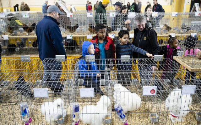 Live Poultry Shows Canceled At Illinois State Fair