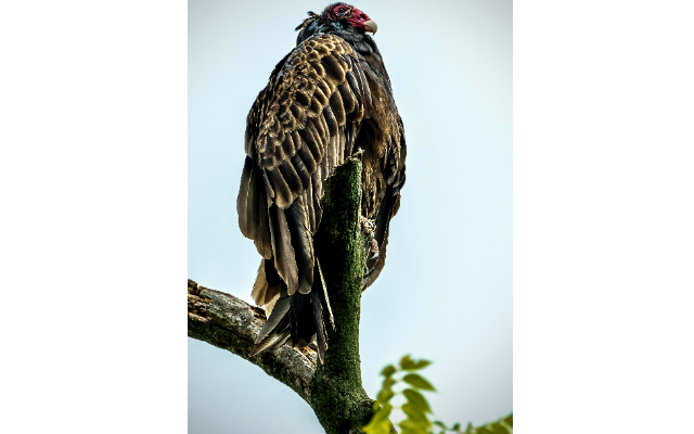 Turkey vulture picks apart the competition to win July Forest Preserve photo contest