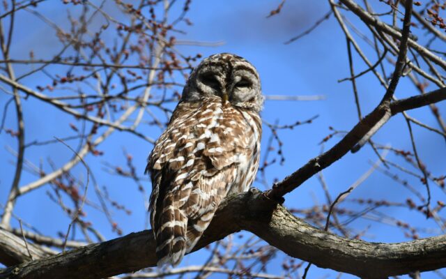 Sign up for an owl prowl with the Forest Preserve District