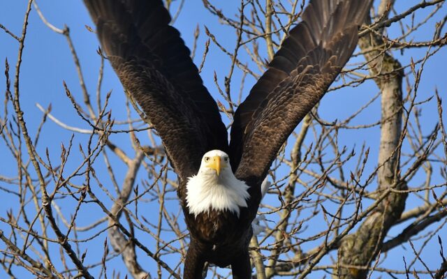 Naperville man’s eagle picture wins monthly Forest Preserve photo contest