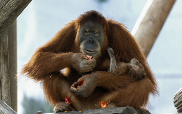 44-Year-Old Orangutan Dies At Brookfield Zoo