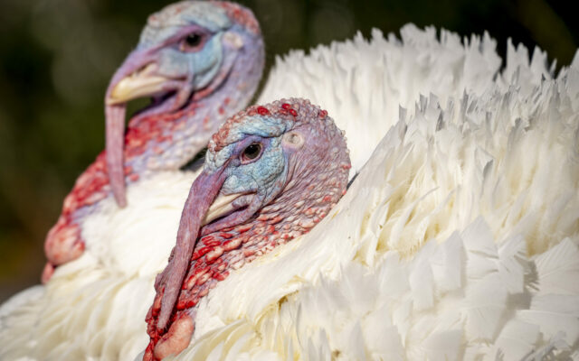 Illinois Hunters Harvest Record Number Of Turkeys