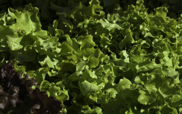 Various Types of Lettuce Sold in Illinois Is Being Recalled Due to Listeria