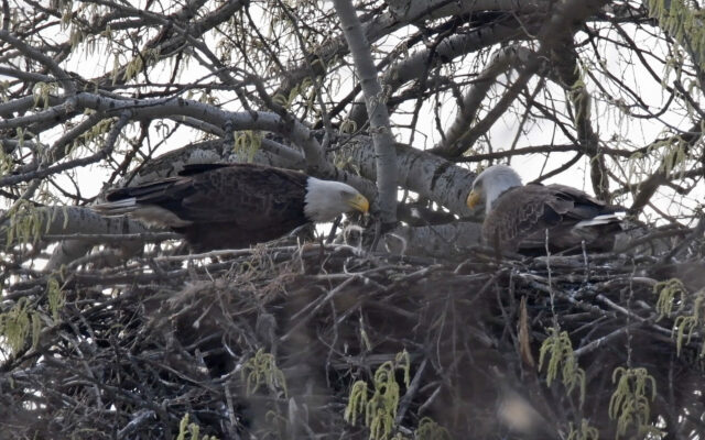 Oh baby! Five eaglets hatch in two Forest Preserve District of Will County nests