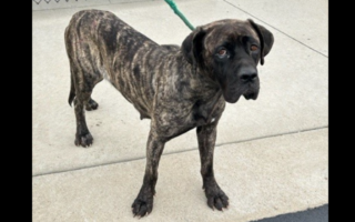 Will County Animal Control Seeking Information  on Washington Township Dog Abuse Case