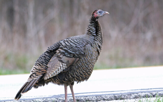 Bone up on wild turkey facts with the Forest Preserve District