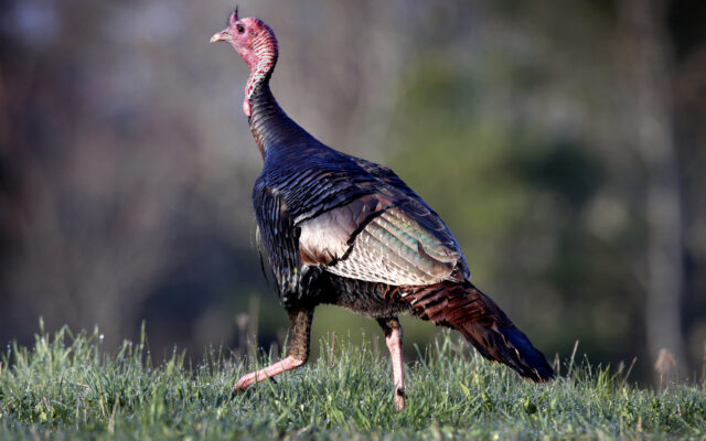 Illinois Hunters Harvest 262 Turkeys During 2023 Fall Firearm Season