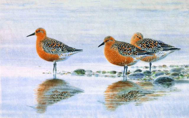 ‘Birds in Art’ exhibition begins Jan. 2 at Plum Creek Nature Center